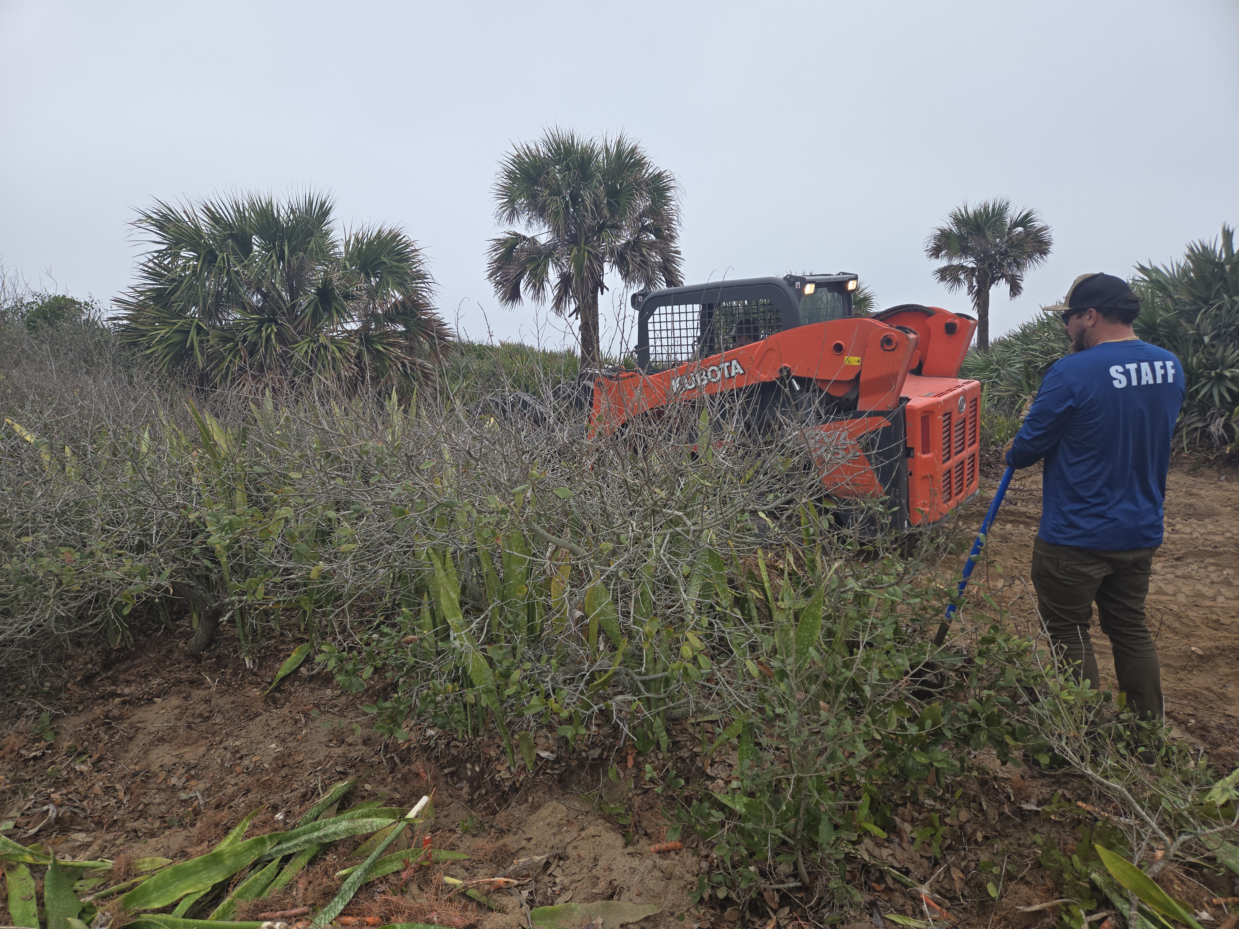 Invasive Snake Plant Removal at Hightower Beach 2024
